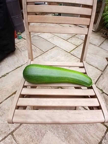 Photo of free Huge courgette/ marrow (Marsh Farm LU3) #1