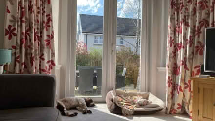 Photo of free Full length curtains (Dunblane FK15) #1