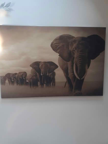 Photo of free Elephant picture (LS18 Horsforth)