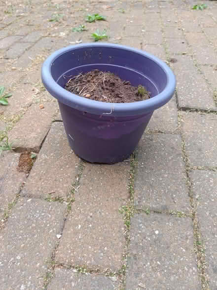 Photo of free Purple plastic pot with soil (Letchworth SG6) #1