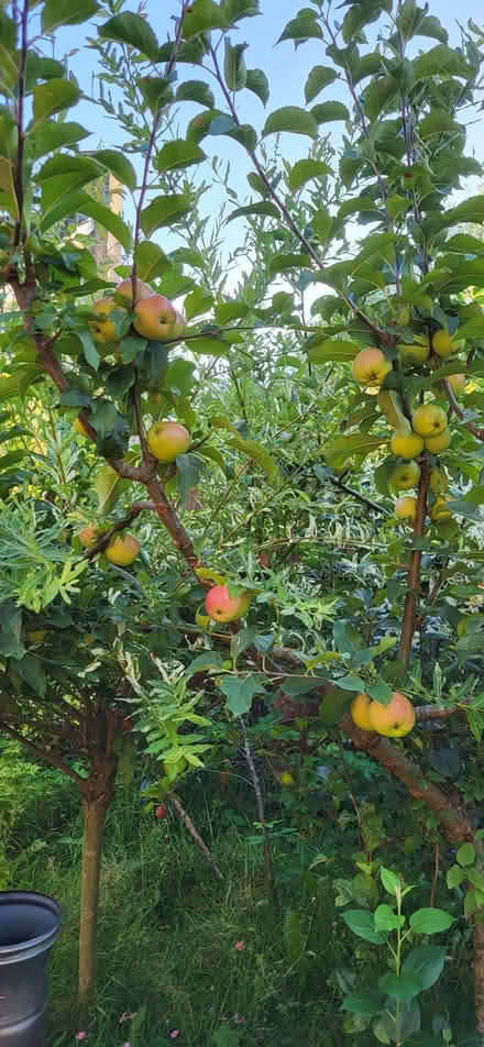 Photo of free Apples for cooking (Huyton Quarry L36) #1