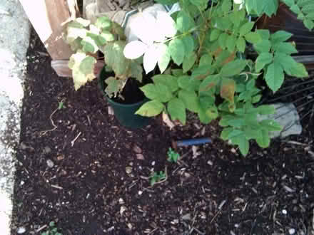 Photo of free Shrubs trees (Haswell DH6) #2