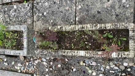 Photo of free 2 planters (Weston super mare) #2