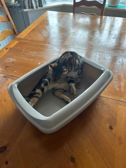 Photo of free Medium size cat litter tray (Charminster) #1