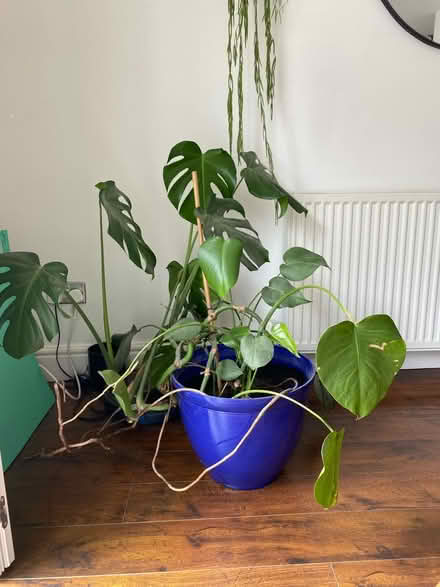 Photo of free Large living cheese plant and pot (West didsbury) #1