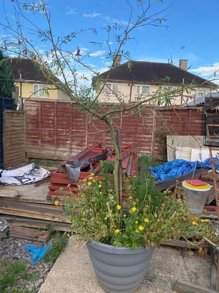 Photo of free Willow (Leicester LE3) #1