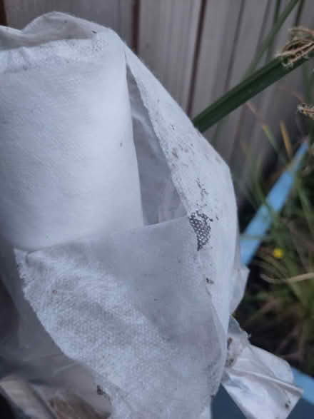 Photo of free Roll of plant fleece (Cambridge, CB5) #2