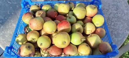 Photo of free Pet food wild apples (Wollaton Vale NG8 Nottingham) #1