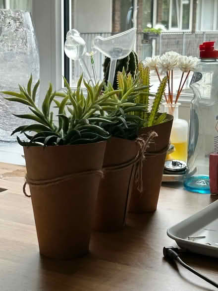 Photo of free 3 fake plants (Ealing W5) #1