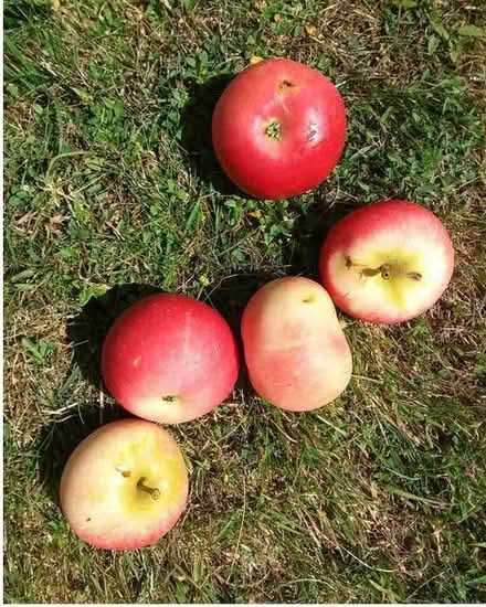 Photo of free Windfall apples all marked, bruised or pest damaged (Westbury Fields BS9) #1