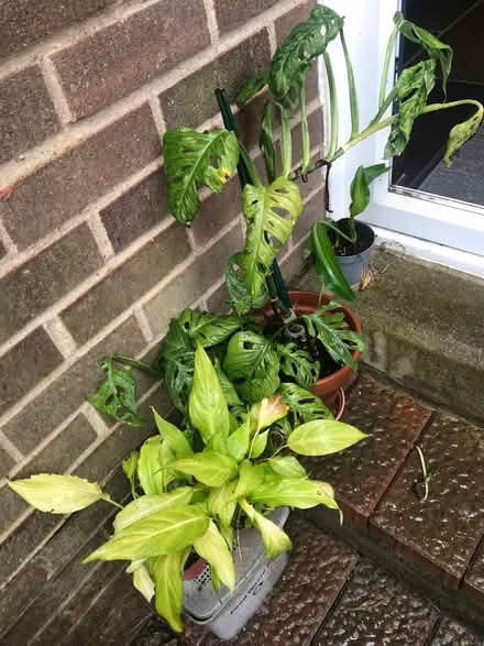 Photo of free 2 peace lilies and a small leafed type of cheese plant (Abraham Heights LA1) #1
