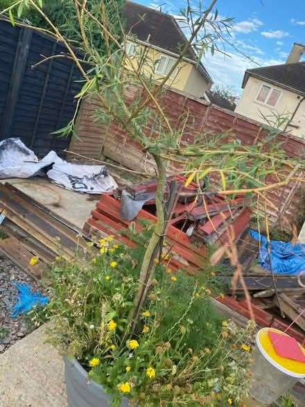 Photo of free Willow (Leicester LE3) #2