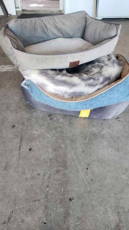 Photo of free Dog beds (Allied Gardens) #1