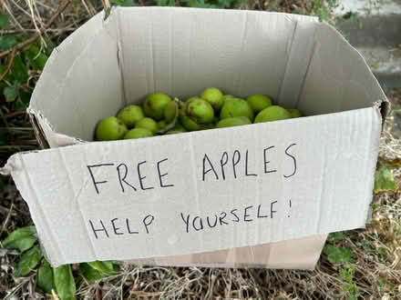 Photo of free Box of crab apples (CR5) #2