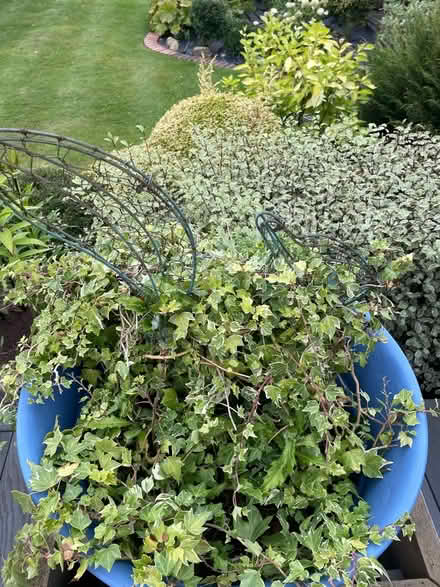 Photo of free Blue pot with variegated ivy (Windsor SL4) #2