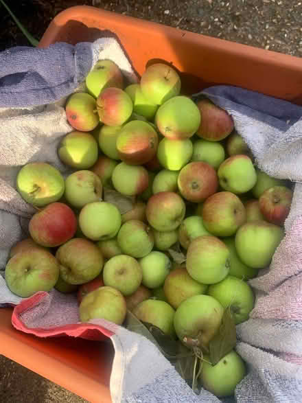 Photo of free Numerous small apples (Norwich . NR6) #1