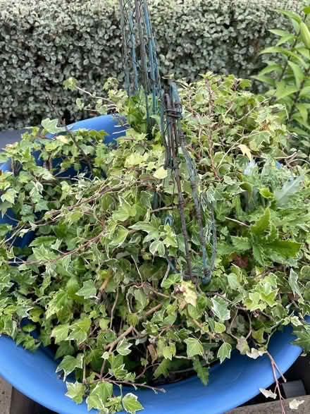 Photo of free Blue pot with variegated ivy (Windsor SL4) #1