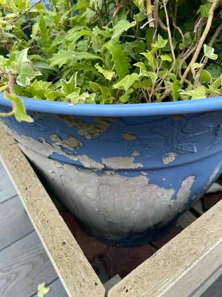 Photo of free Blue pot with variegated ivy (Windsor SL4) #3