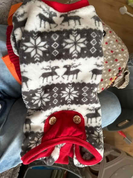 Photo of free Small dog accessories (SW6) #2