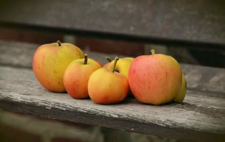 Photo of Windfall Apples (Sutton Bridge PE12) #1