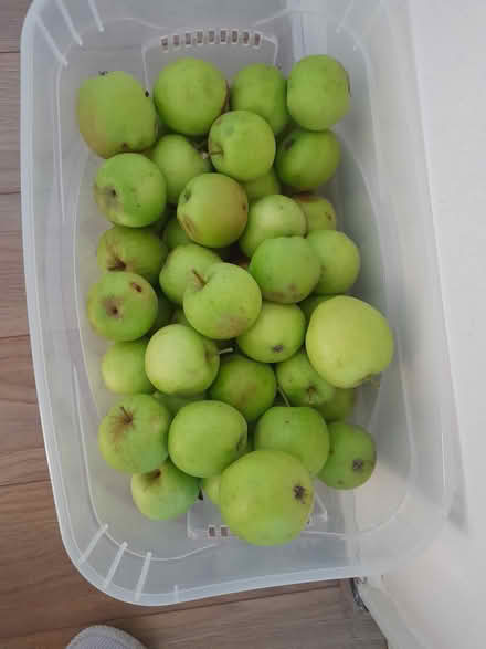 Photo of free Apples from tree (LE7 syston) #1