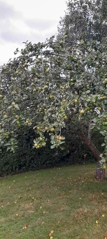 Photo of free Apples (Dodford B61) #2
