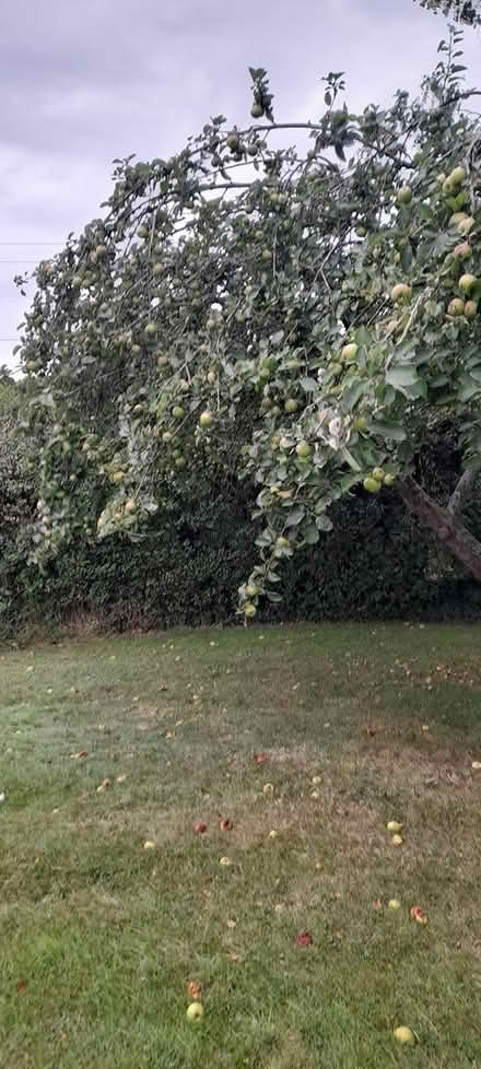 Photo of free Apples (Dodford B61) #3