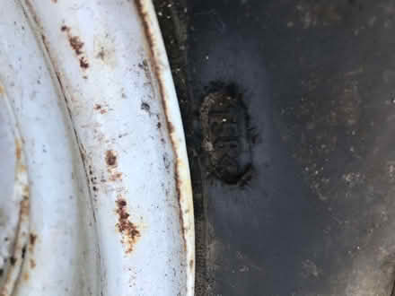 Photo of free Old Land Rover Wheels and Tyres (Little Kingshill HP16) #1