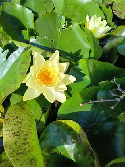 Photo of free Water lillies (Gotherington GL52) #1