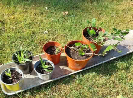 Photo of free Spider and gooseberry plants (North Abingdon - OX14) #1