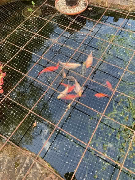Photo of free Goldfish (RG8 Pangbourne) #1