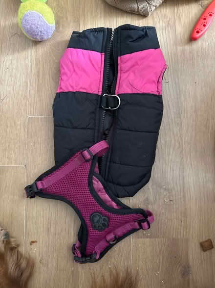 Photo of free Small dog accessories (SW6) #1