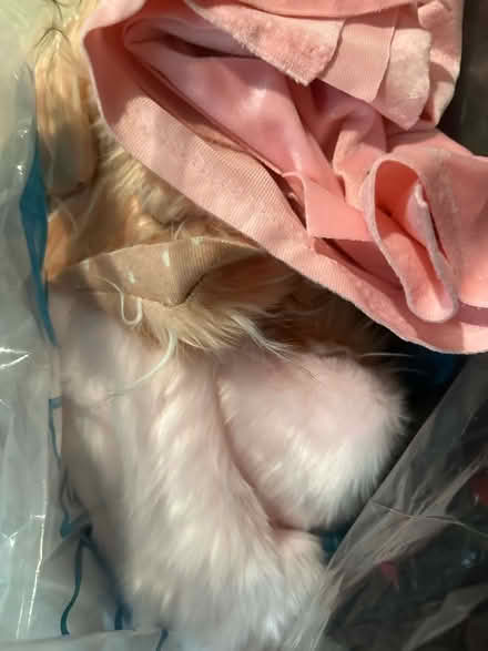 Photo of free Faux fur and misc fabrics (Cap Hill) #2