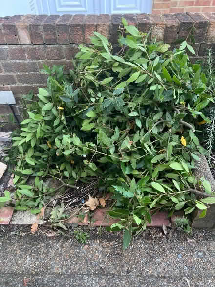 Photo of free Bay leaf - freshly cut (Seaside BN23) #2