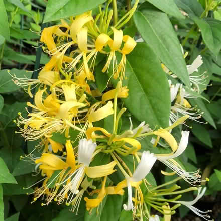 Photo of honeysuckle (SE11 Kennington NR war museum) #1