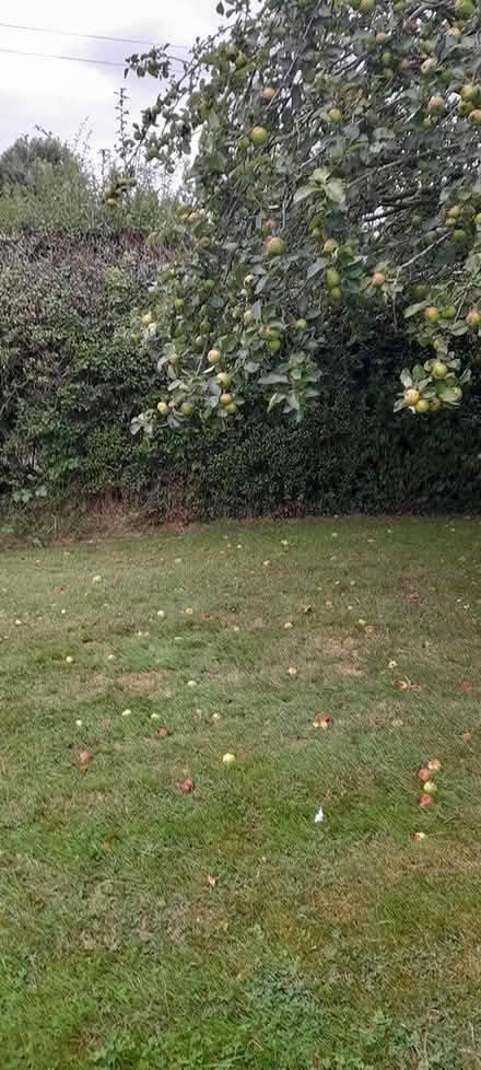 Photo of free Apples (Dodford B61) #1