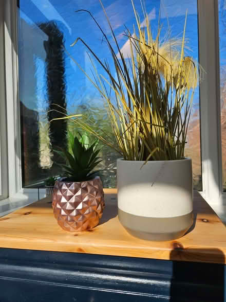 Photo of free Decorative Plants (Starbeck HG1) #1