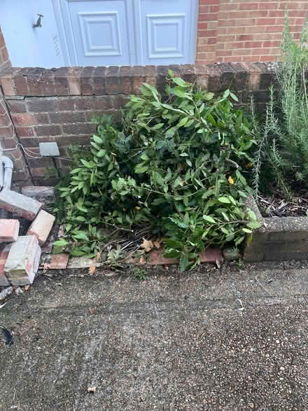 Photo of free Bay leaf - freshly cut (Seaside BN23) #1