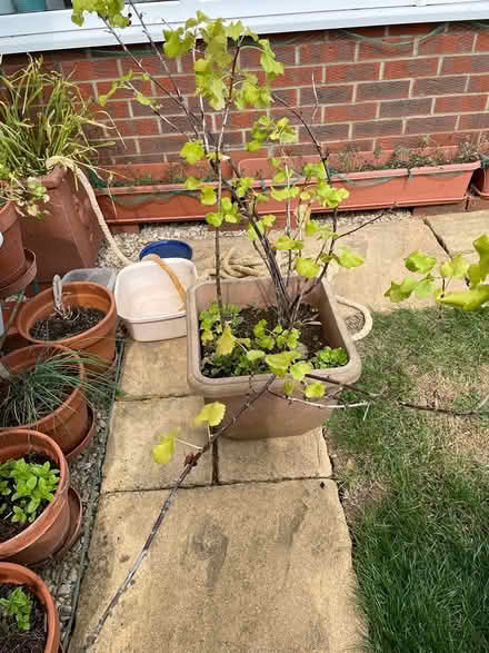 Photo of free Blackcurrant bushes (Trowbridge BA14) #1