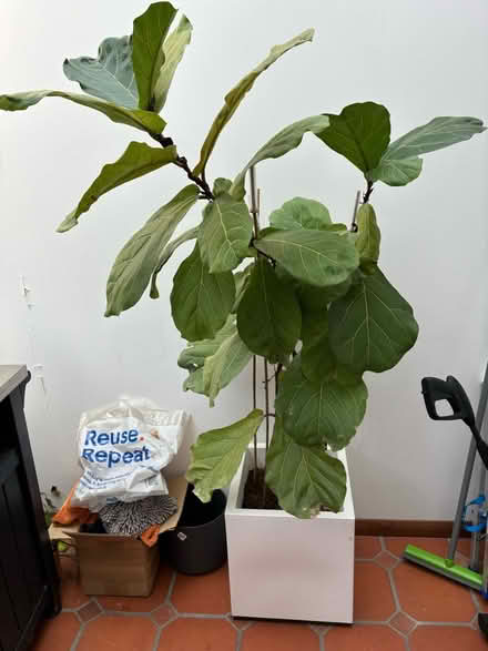Photo of free Fig plant and pot (E11) #1