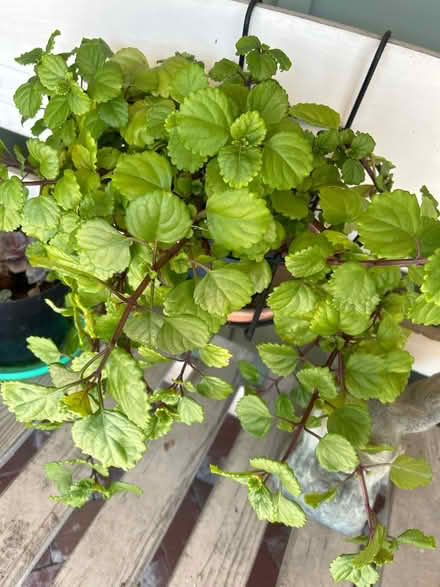 Photo of free Creeping Charlie Cuttings (95129) #1