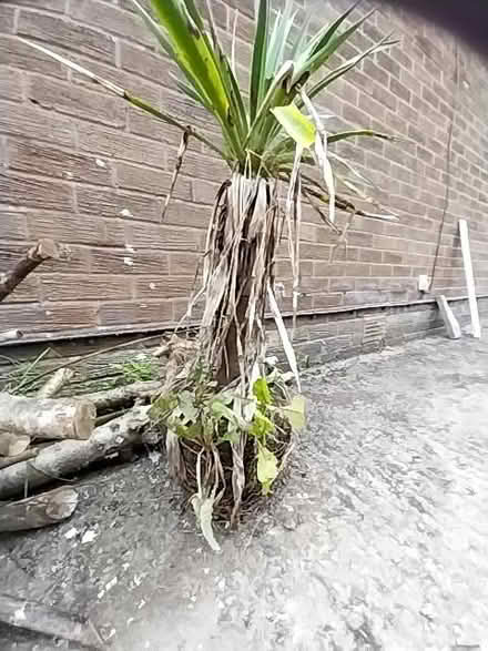 Photo of free Palm plant (Kendal LA9) #1