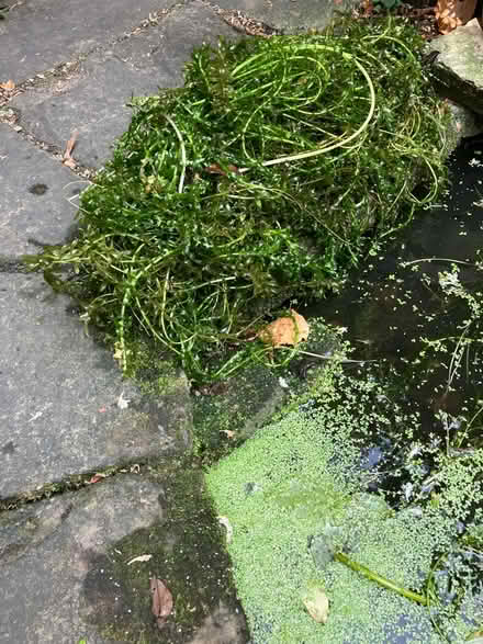 Photo of free Pond weed Elodea (Bayswater W2) #1