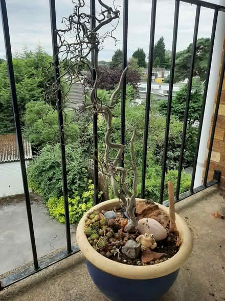 Photo of free Pot with dried plant and ornaments (Allesley Park CV5) #1
