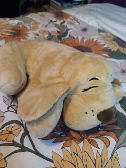 Photo of free XS Dog harness (Slateford EH14) #2