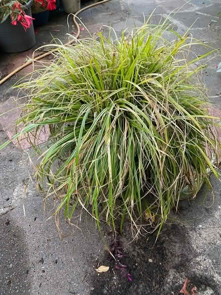 Photo of free Ornamental Grass (BR4) #1