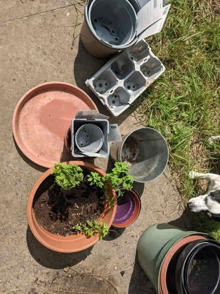 Photo of free Plastic Plant pots (RG1) #1