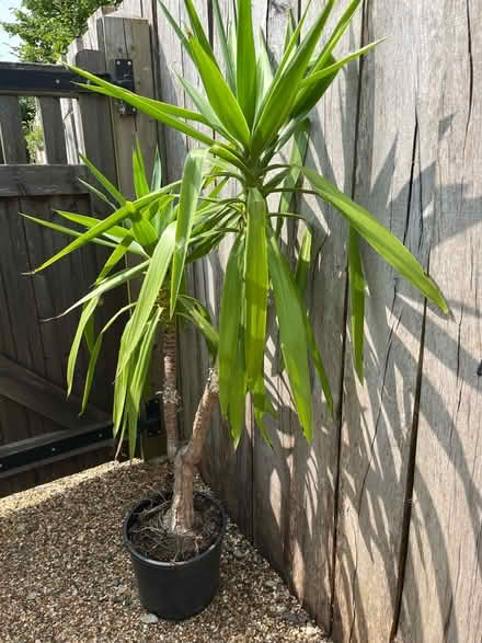 Photo of free House plant (Hitchin Herts) #1