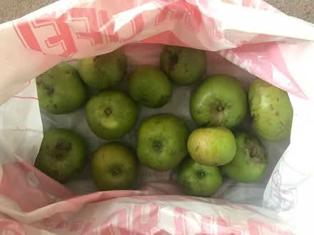 Photo of free Cooking Apples-mostly windfalls (Welling, DA16) #1