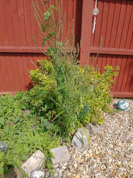 Photo of free Plants (Poole BH12)